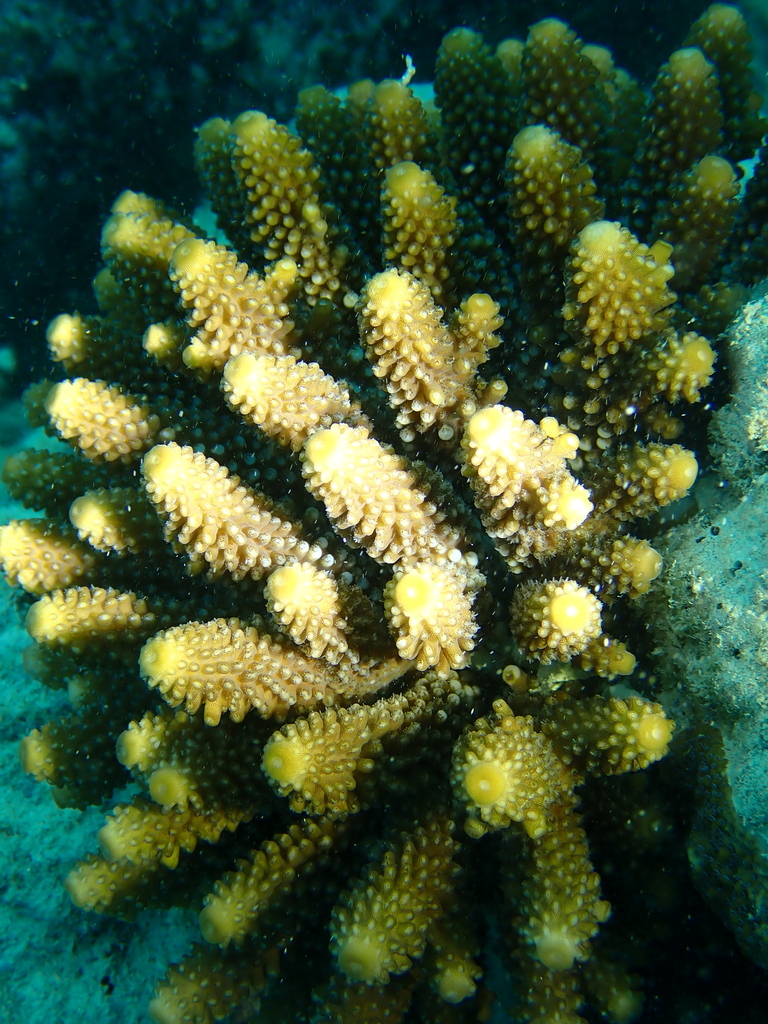 Finger Coral