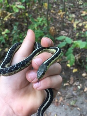 Thamnophis sirtalis sirtalis