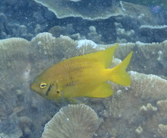 Black-And-Gold Chromis photo 3