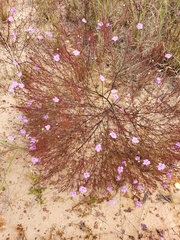 Agalinis plukenetii