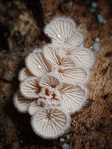 Schizophyllum commune