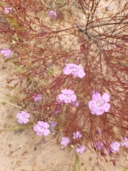 Agalinis plukenetii