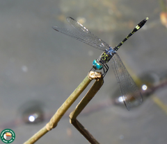 Micrathyria catenata