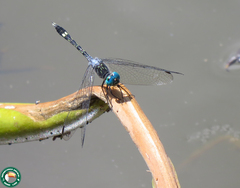Micrathyria catenata