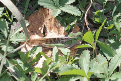 Locusta migratoria cinerascens