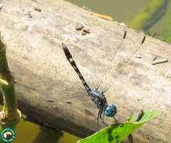 Micrathyria catenata