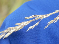 Poa palustris