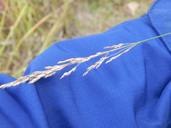 Poa palustris