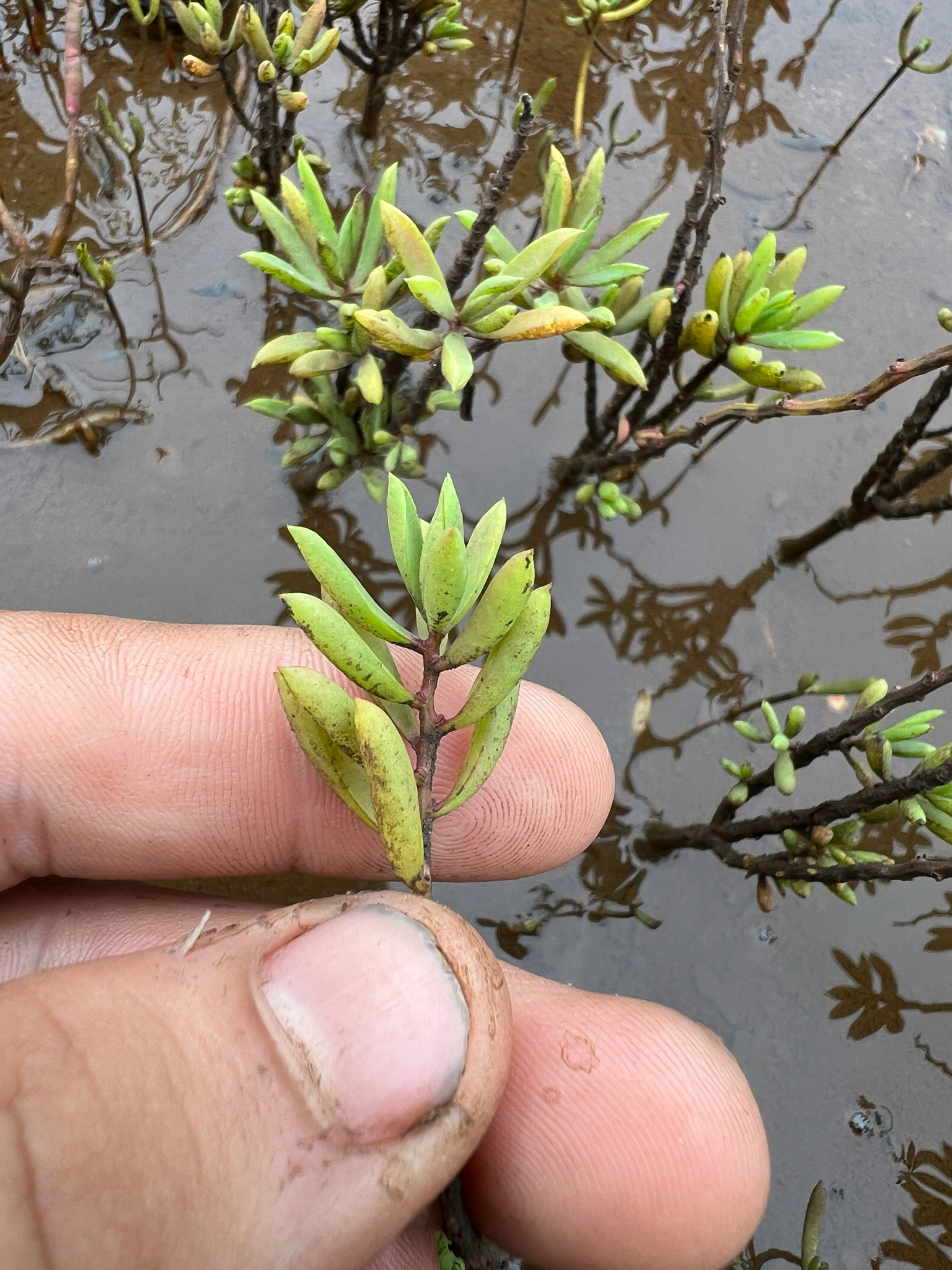 Suaeda arbusculoides
