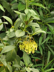 Palicourea lineariflora