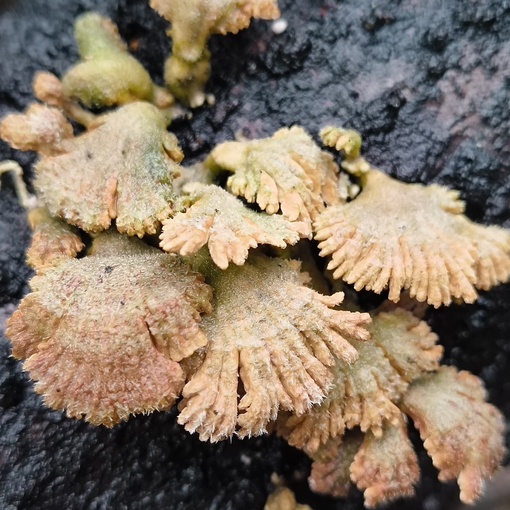 Schizophyllum commune · June 2025 · photo: © zedt (iNaturalist, cc-by)