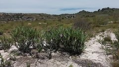 Xerophyta capillaris