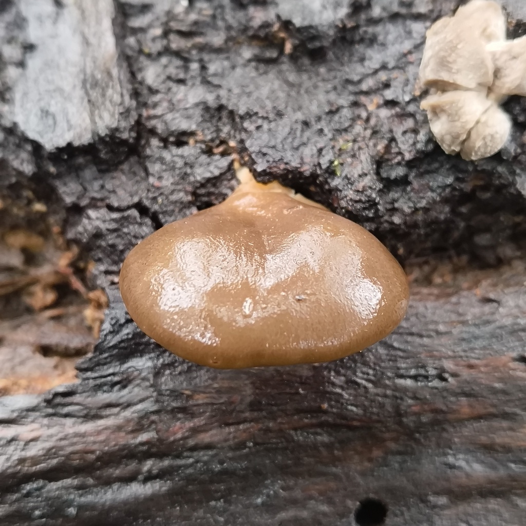Pleurotus purpureo-olivaceus · June 2025 · photo: © zedt (iNaturalist, cc-by)