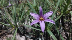 Xerophyta capillaris