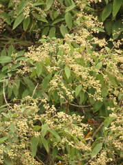 Lippia hirsuta