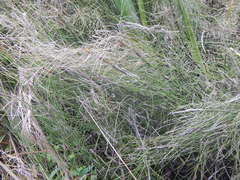 Equisetum fluviatile