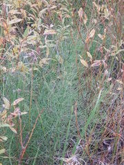Equisetum fluviatile