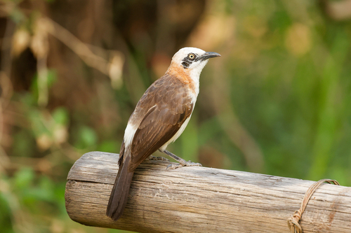 Bare-cheeked Babbler (Turdoides gymnogenys), photo 8