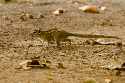Congo Rope Squirrel
