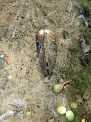 Pyganodon grandis