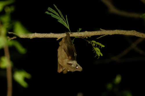 Angolan Epauletted Fruit Bat