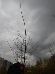 Equisetum fluviatile