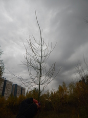 Equisetum fluviatile