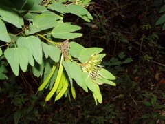Bauhinia dipetala