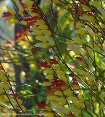 Ipomoea lobata