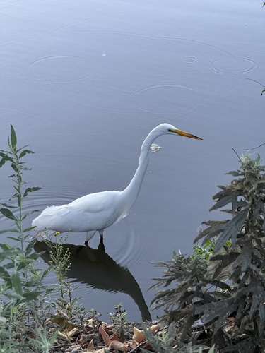iNaturalist observation photo of Great Egret