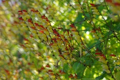 Ipomoea lobata