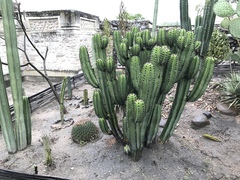 Myrtillocactus schenckii
