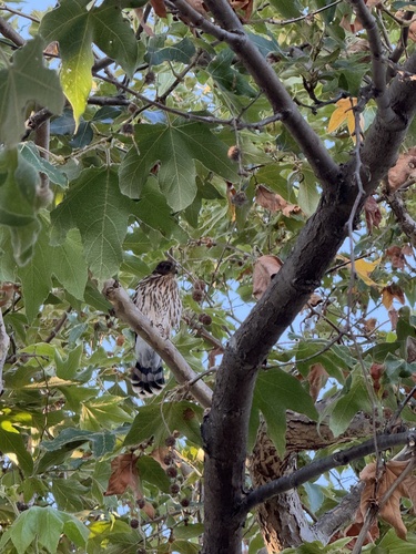 iNaturalist observation photo of Cooper's Hawk