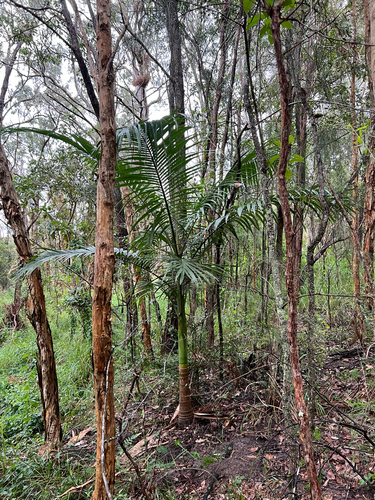 Archontophoenix alexandrae