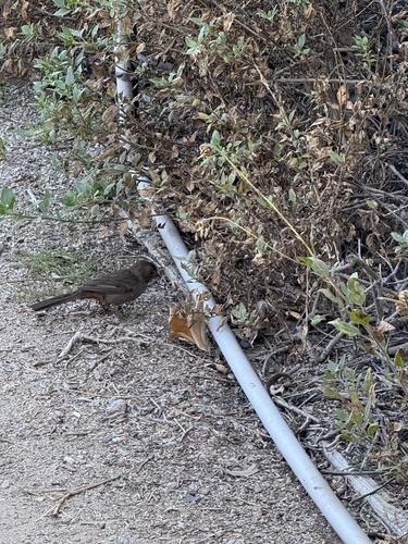 iNaturalist observation photo of California Towhee