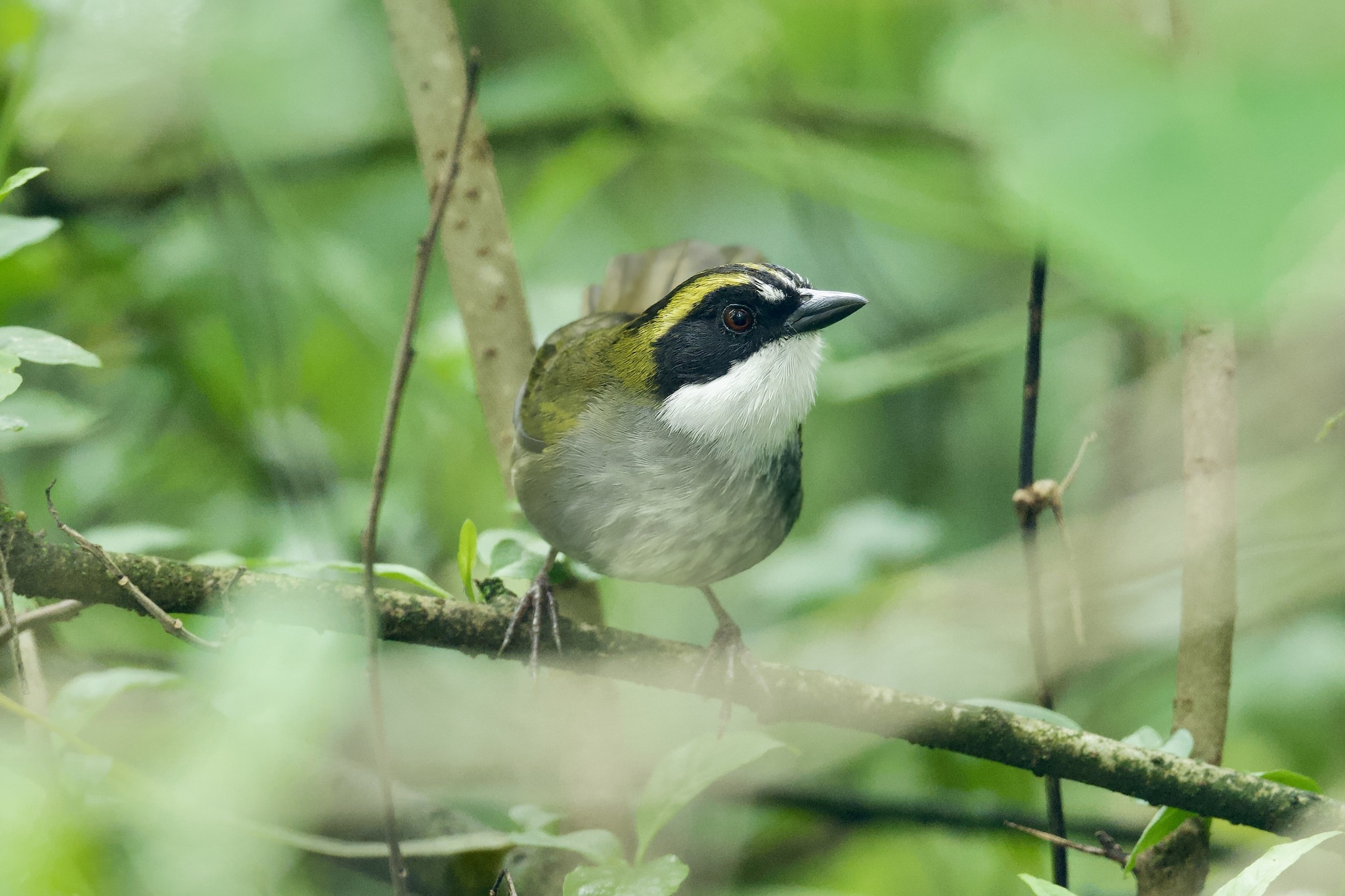 Green-striped Brushfinch (Arremon virenticeps), photo 3