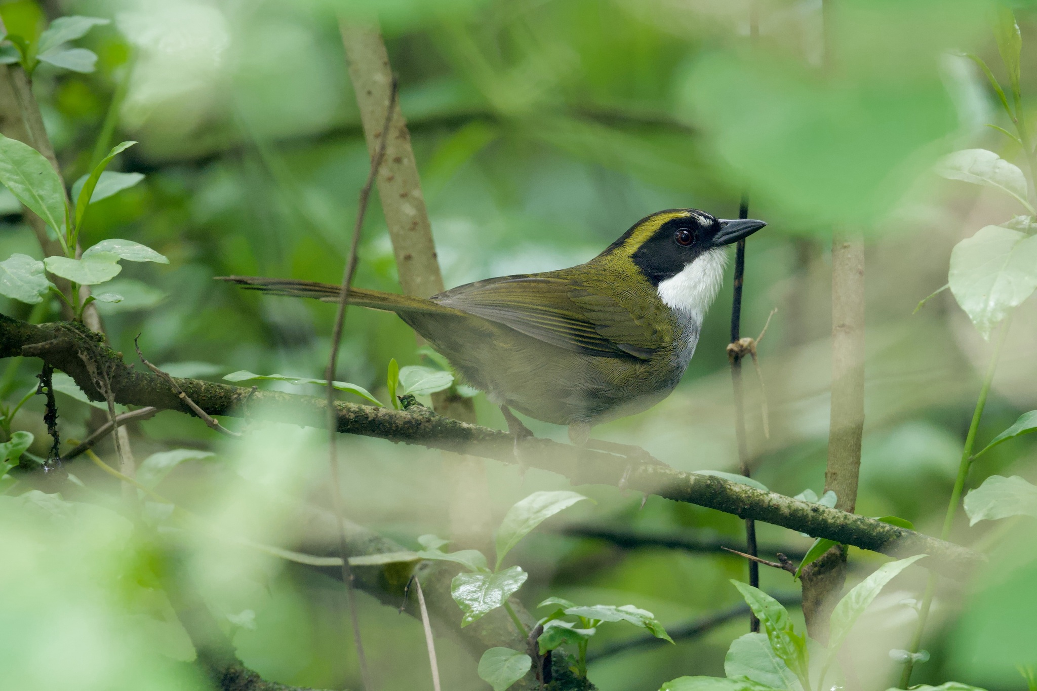 Green-striped Brushfinch (Arremon virenticeps), photo 4