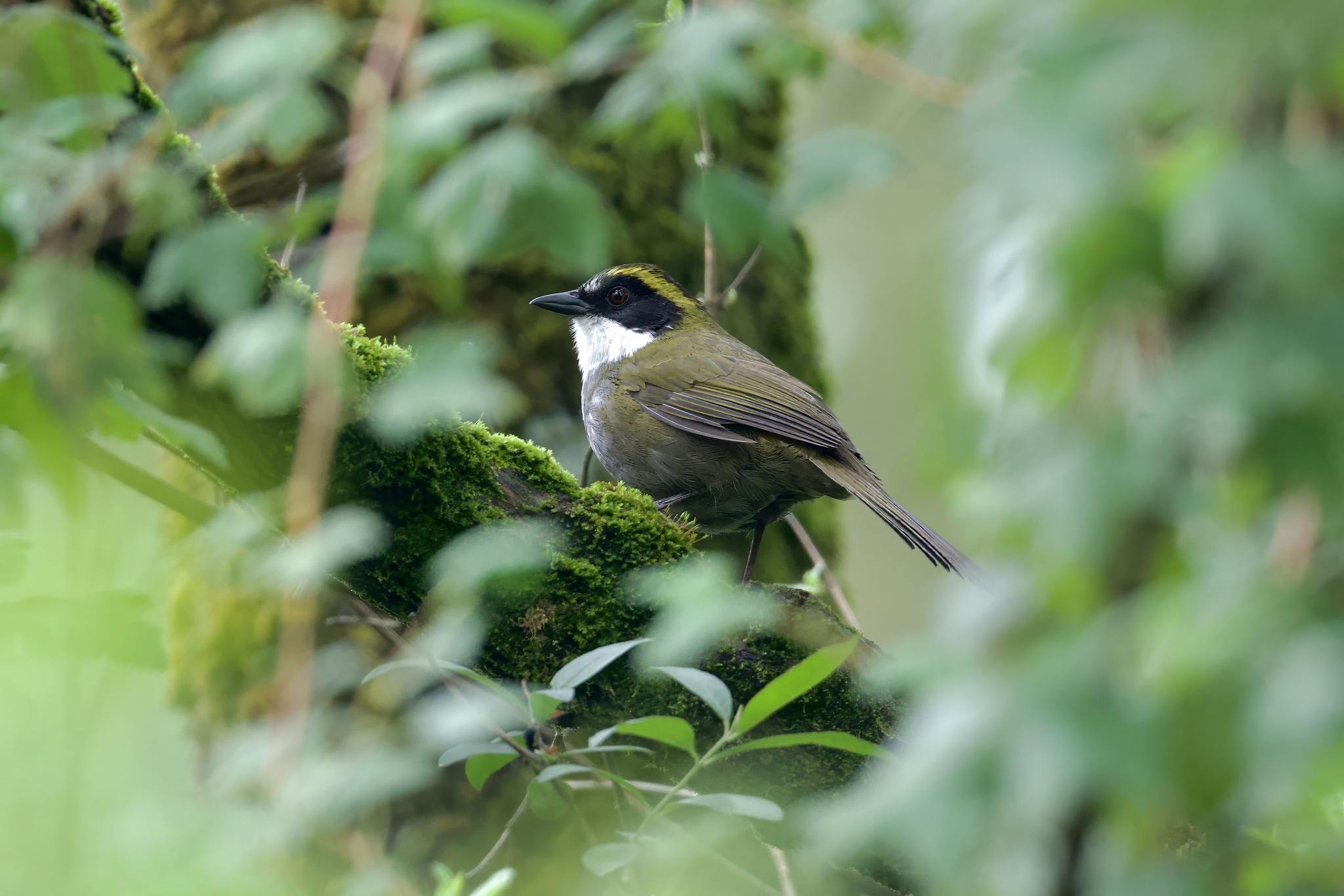 Green-striped Brushfinch (Arremon virenticeps), photo 5
