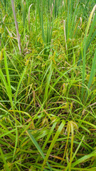 Carex comosa