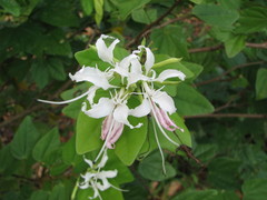 Bauhinia divaricata
