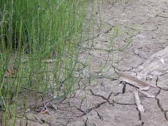 Equisetum fluviatile