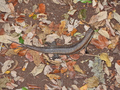 Broadleysaurus major