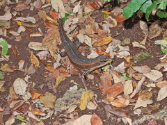 Broadleysaurus major