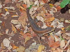 Broadleysaurus major