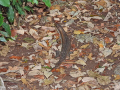 Broadleysaurus major