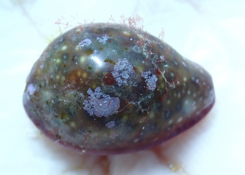 Cypraea poraria observed 2025-06-28