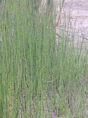 Equisetum fluviatile
