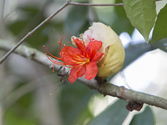 Brownea grandiceps