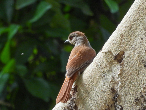 Rufous-tailed Palm Thrush (Cichladusa ruficauda), photo 9