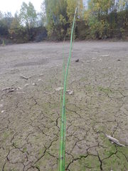 Equisetum fluviatile